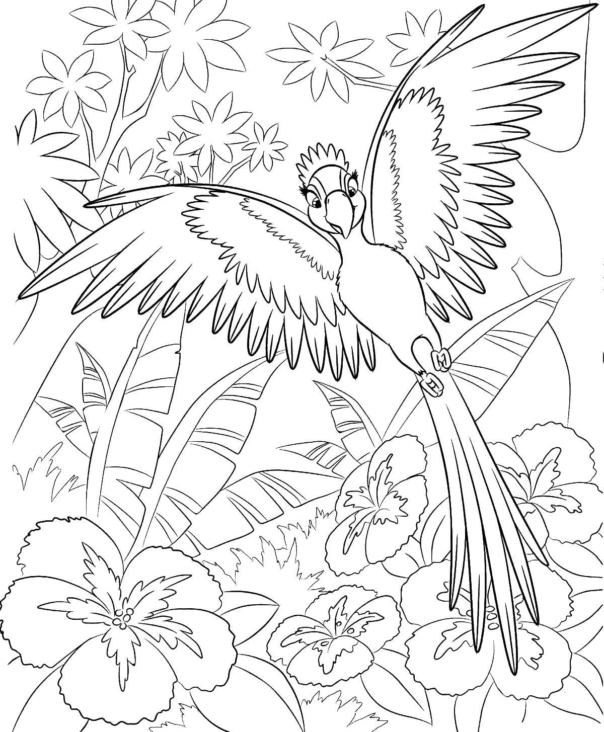 Название: Раскраска Парящий над лесом папугай. Категория: попугай. Теги: попугаи, лес, птицы.
