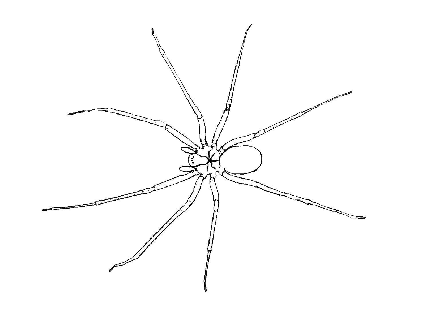 Coloring A spider with long paws. Category spiders. Tags:  spider, web, insect, legs.