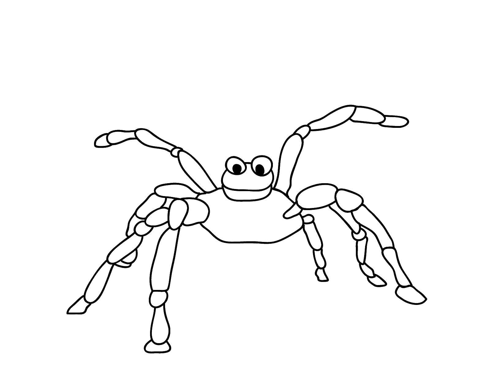 Название: Раскраска Паук. Категория: пауки. Теги: паук, паутина, насекомое.