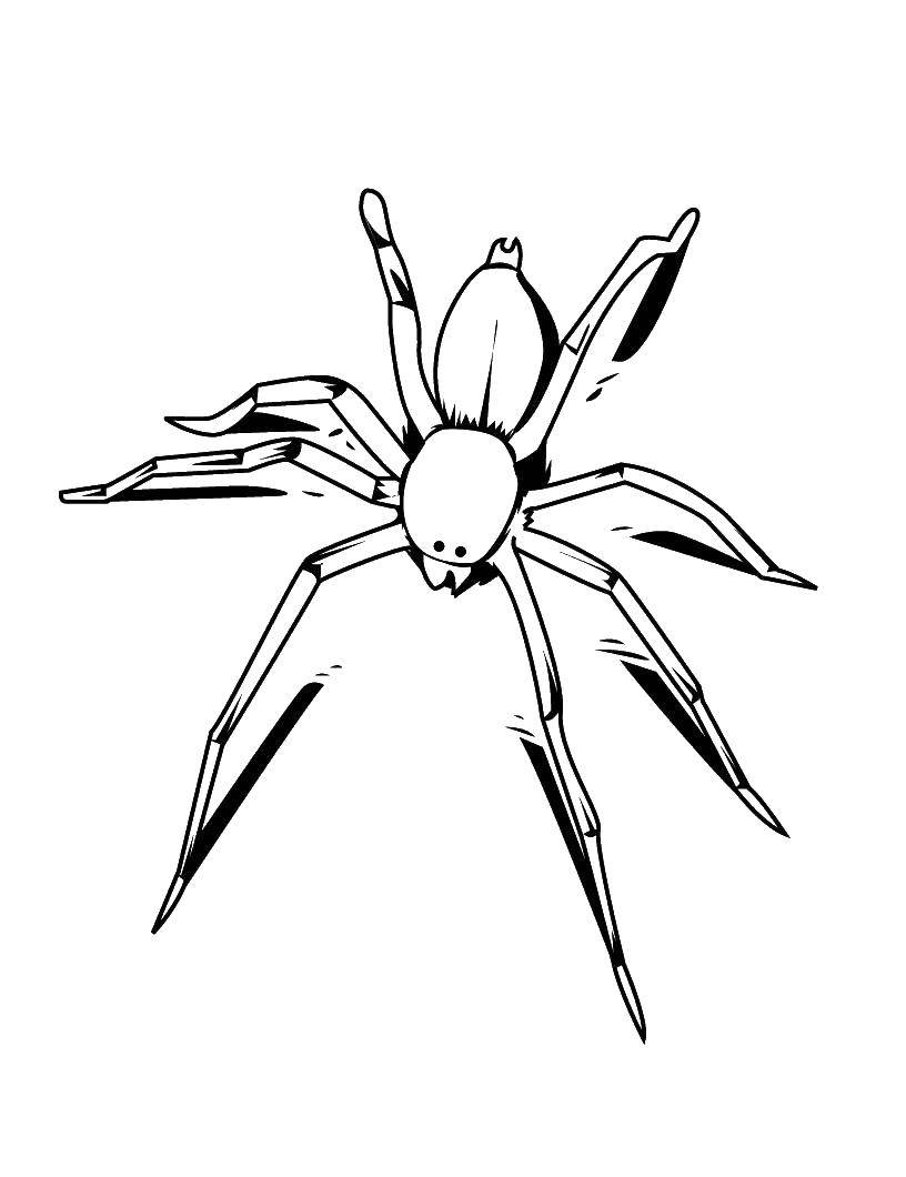 Название: Раскраска Паук. Категория: пауки. Теги: паук, паутина, насекомое, лапы.