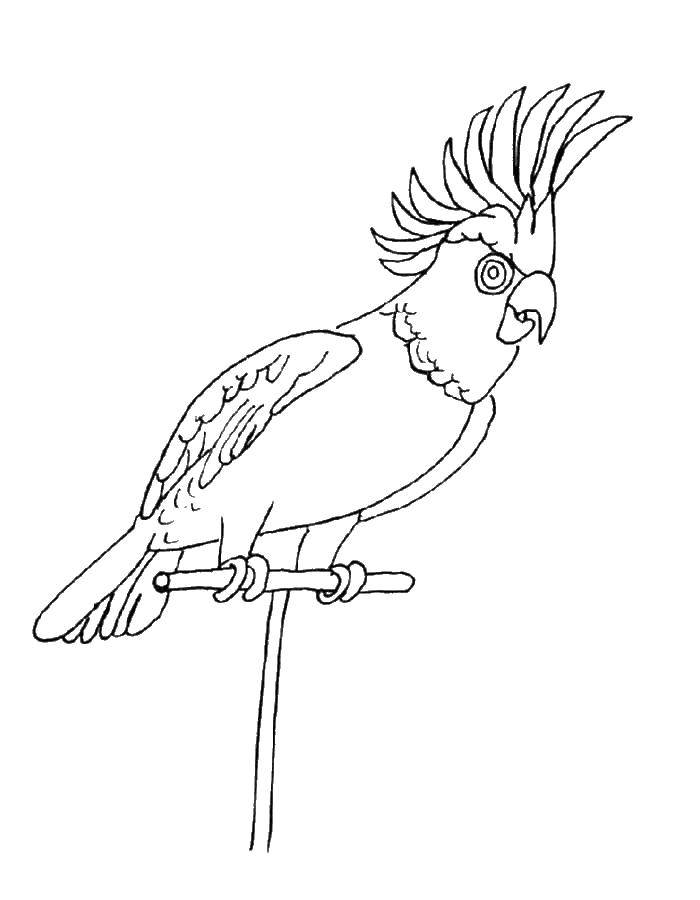 Название: Раскраска Попугай какаду. Категория: попугай. Теги: птицы, попугаи.