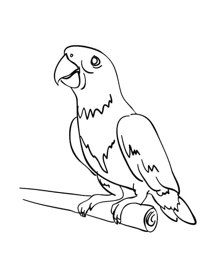 Название: Раскраска Попугай на ветке. Категория: попугай. Теги: попугай.
