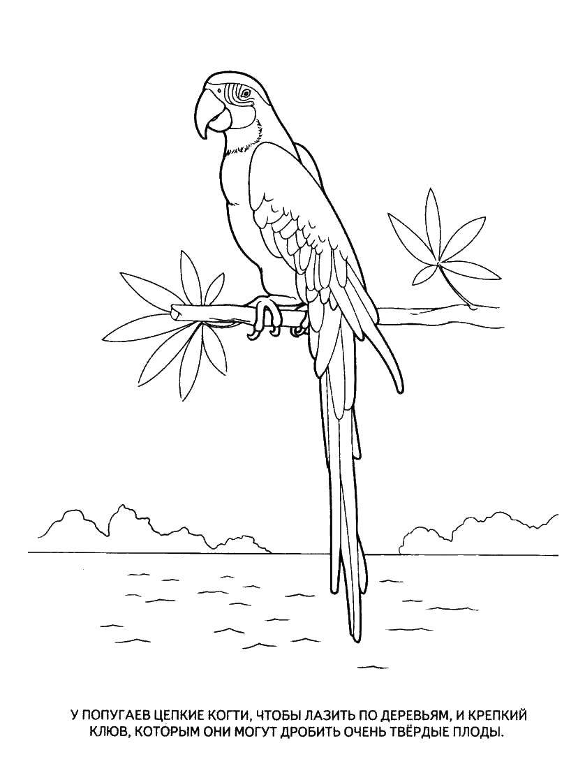 Coloring Parrot on twig. Category parakeet. Tags:  twig, parrot.