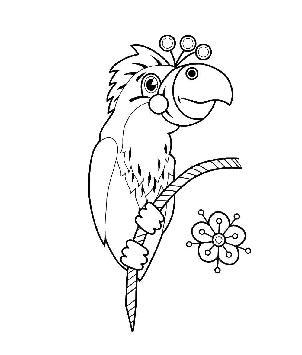 Coloring Parrot on a branch. Category birds. Tags:  parrots, birds.