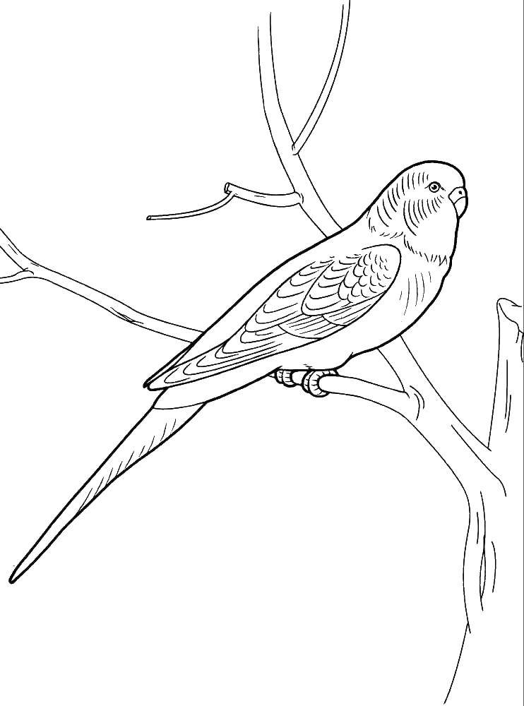 Coloring Parrot on a branch. Category parakeet. Tags:  birds, parrots, branch.