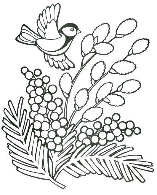 Coloring The bird from the branches. Category birds. Tags:  bird, branches.