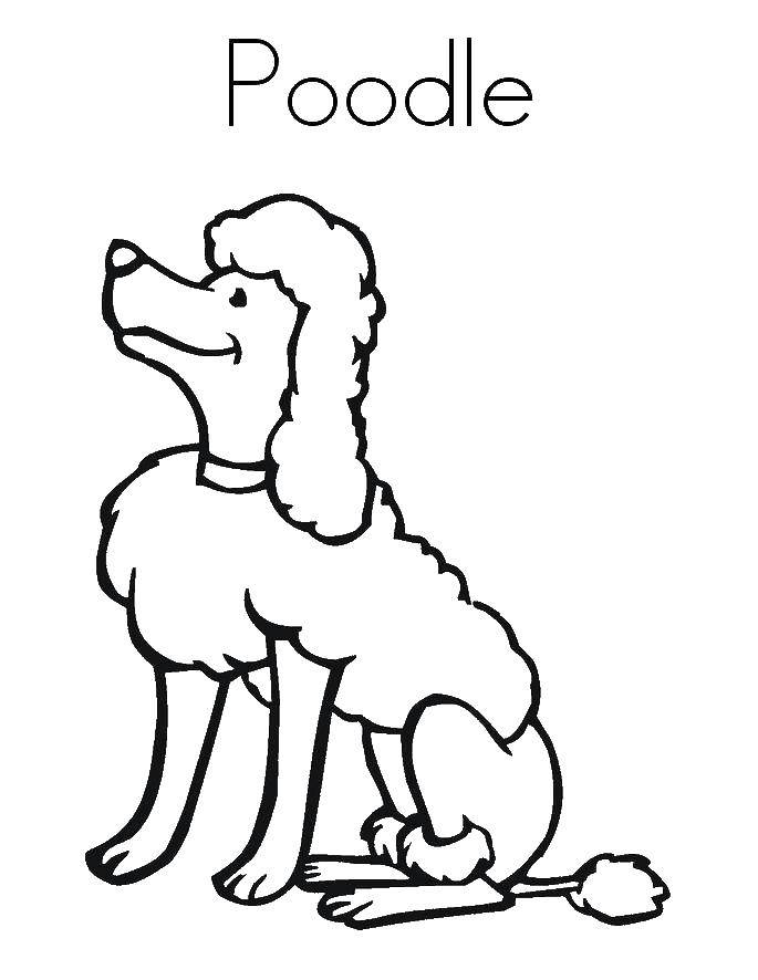 Название: Раскраска Пудель собака. Категория: собака. Теги: собака, пудель.