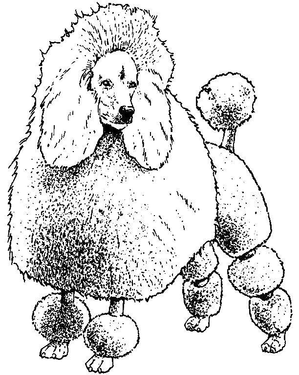 Coloring Fluffy poodle. Category the dog. Tags:  dog, poodle.