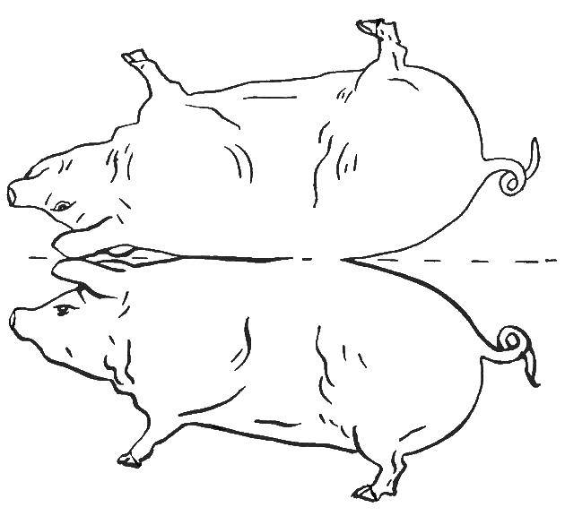 Coloring Paint a pig. Category The outline of a pig to cut. Tags:  the pig.