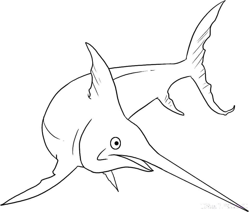 Название: Раскраска Рыба меч. Категория: рыбы. Теги: морские жители, вода, море, рыба меч.