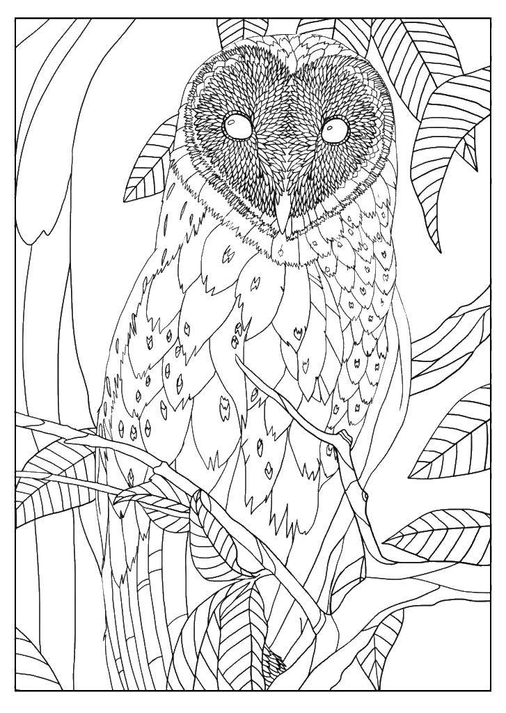 Coloring Owl in the leaves. Category coloring. Tags:  owls, birds.