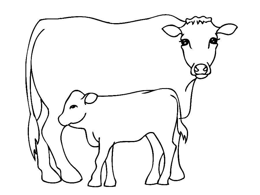 Название: Раскраска Телёночек с мамой. Категория: домашние животные. Теги: Животные, корова.
