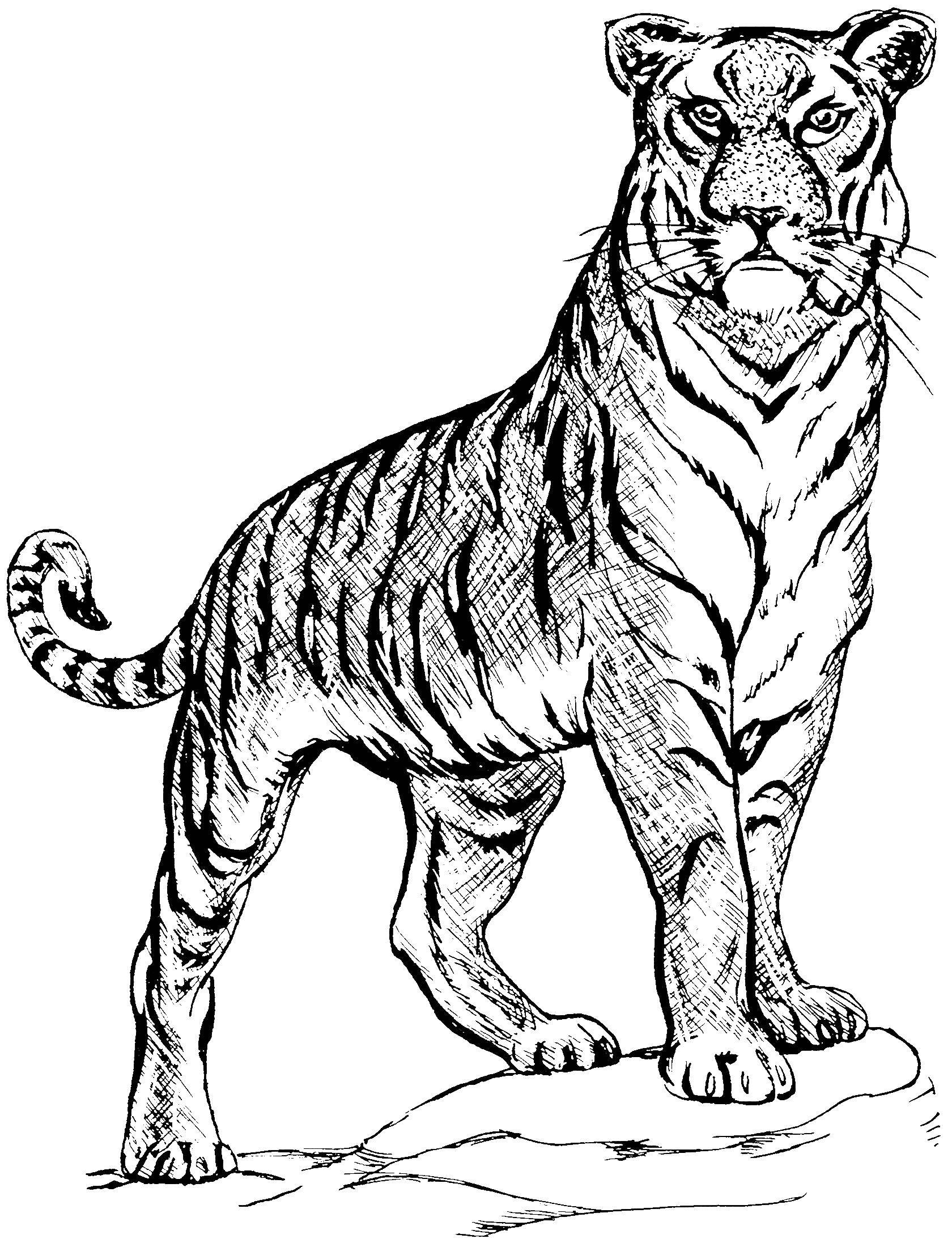 Название: Раскраска Тигр - охотник. Категория: дикие животные. Теги: Животные, тигр.