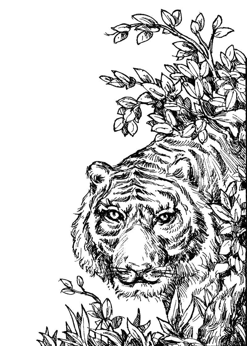 Название: Раскраска Тигр в засаде. Категория: Животные. Теги: Животные, тигр.