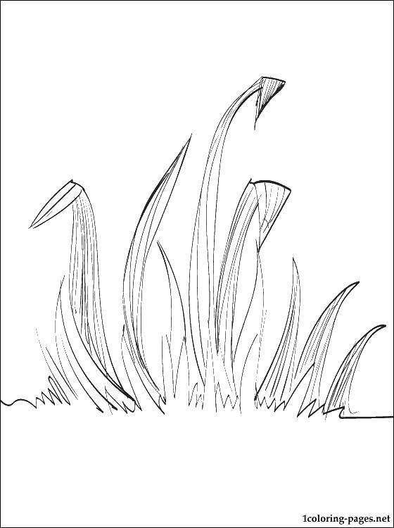 Coloring Grass.. Category The plant. Tags:  plants, grass.