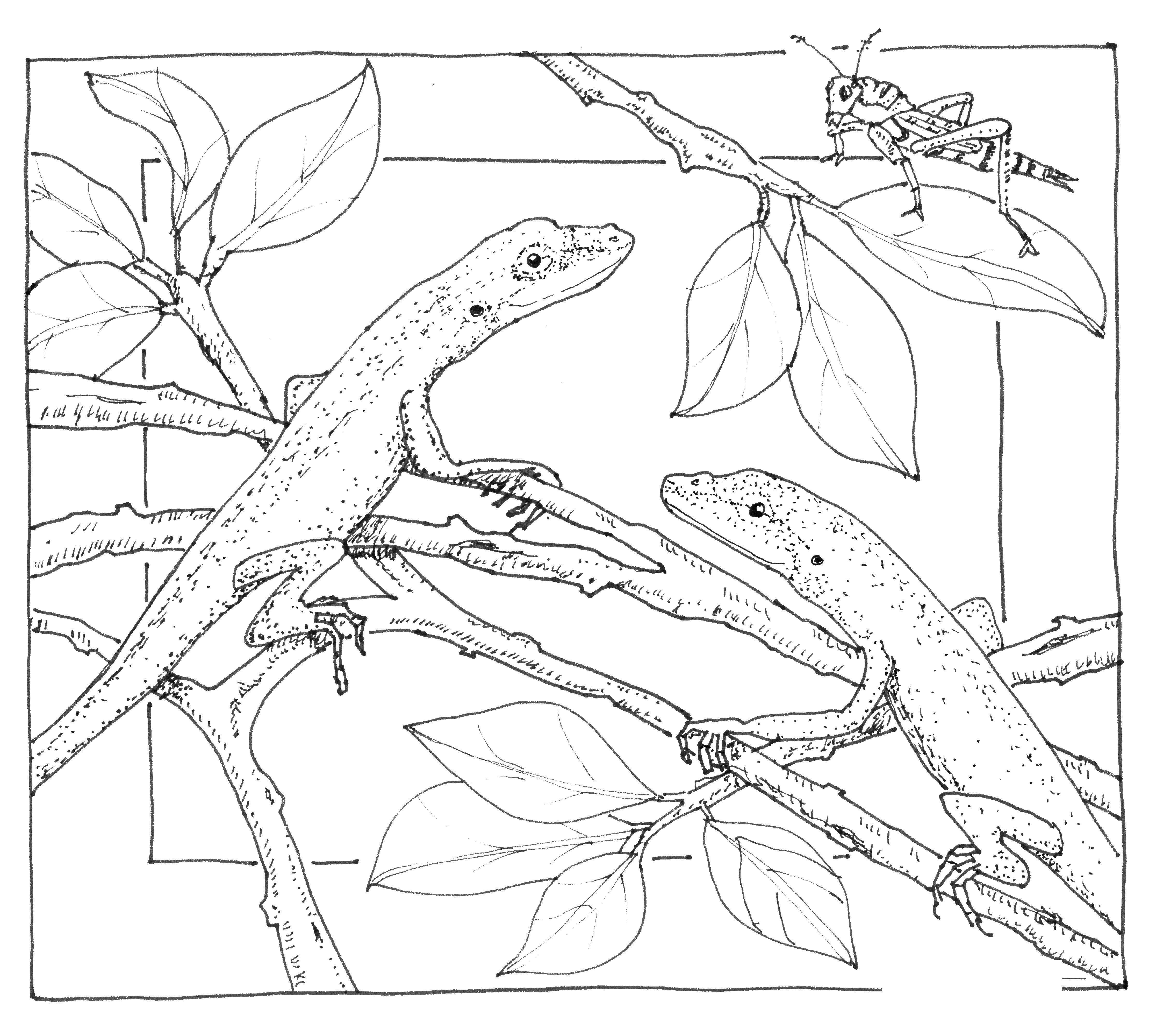 Coloring Lizard on a branch. Category Animals. Tags:  animals, lizard.