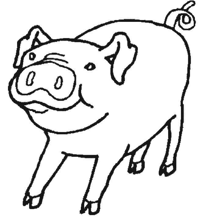 Название: Раскраска Закрученный хвостик свинки. Категория: Контур свиньи для вырезания. Теги: Животные, свинка.