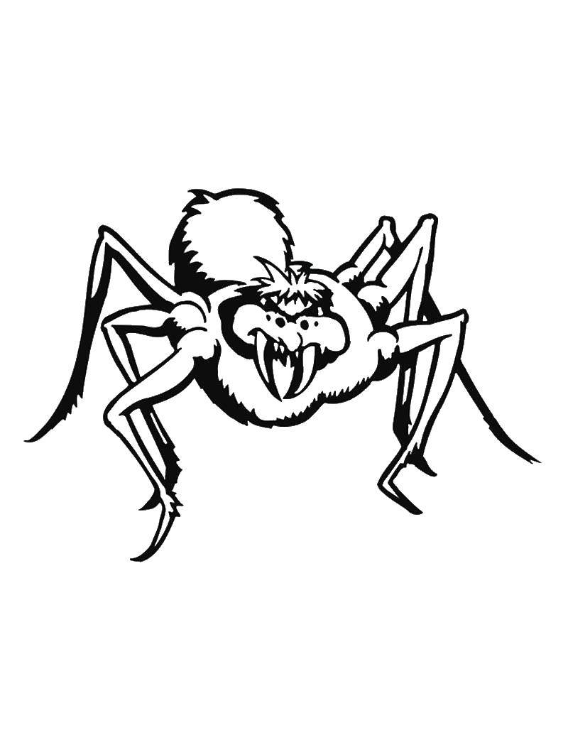 Название: Раскраска Злой паук. Категория: пауки. Теги: паук, паутина, насекомое.