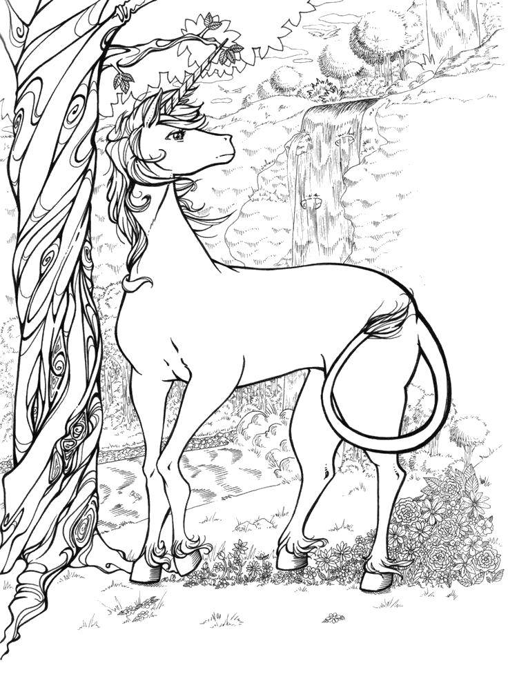 Розмальовки  Лісовий єдиноріг. Завантажити розмальовку Тварини, єдиноріг.  Роздрукувати ,Чарівні створіння,