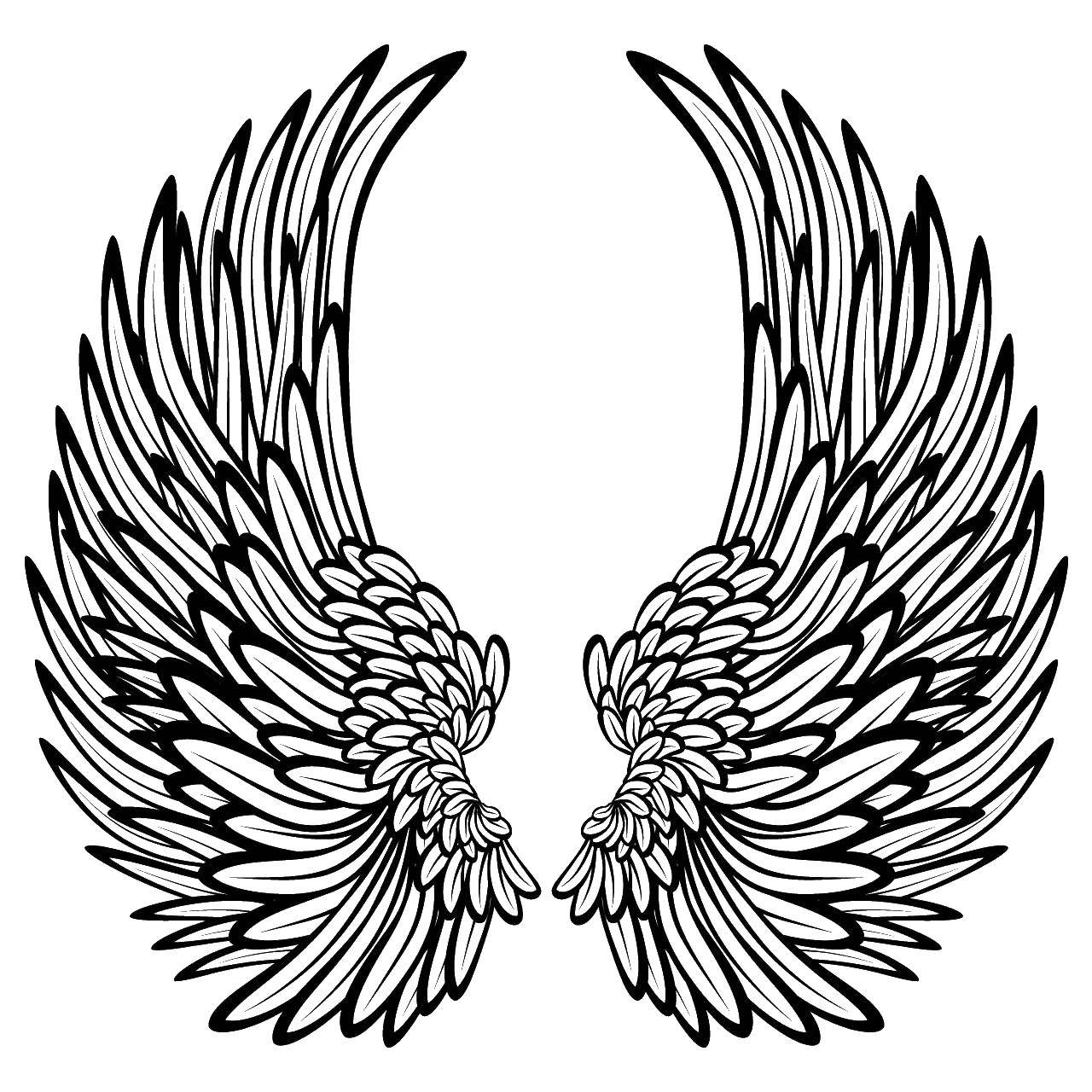 Coloring Large wings. Category coloring. Tags:  wings, feathers.