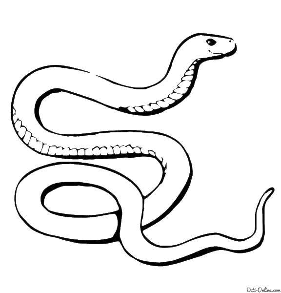 Название: Раскраска Добрая змея. Категория: змея. Теги: Рептилия, змея.