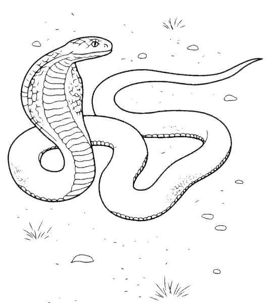 Название: Раскраска Кобра готова наспасть. Категория: змея. Теги: Рептилия, змея.