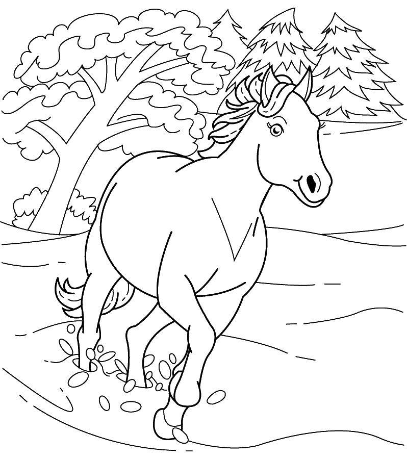 Coloring Horse runs on water. Category Pets allowed. Tags:  Animals, horse.