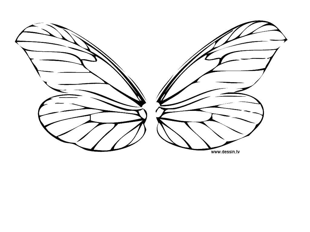 Coloring The wings of a butterfly. Category coloring. Tags:  butterfly, insects, wings.