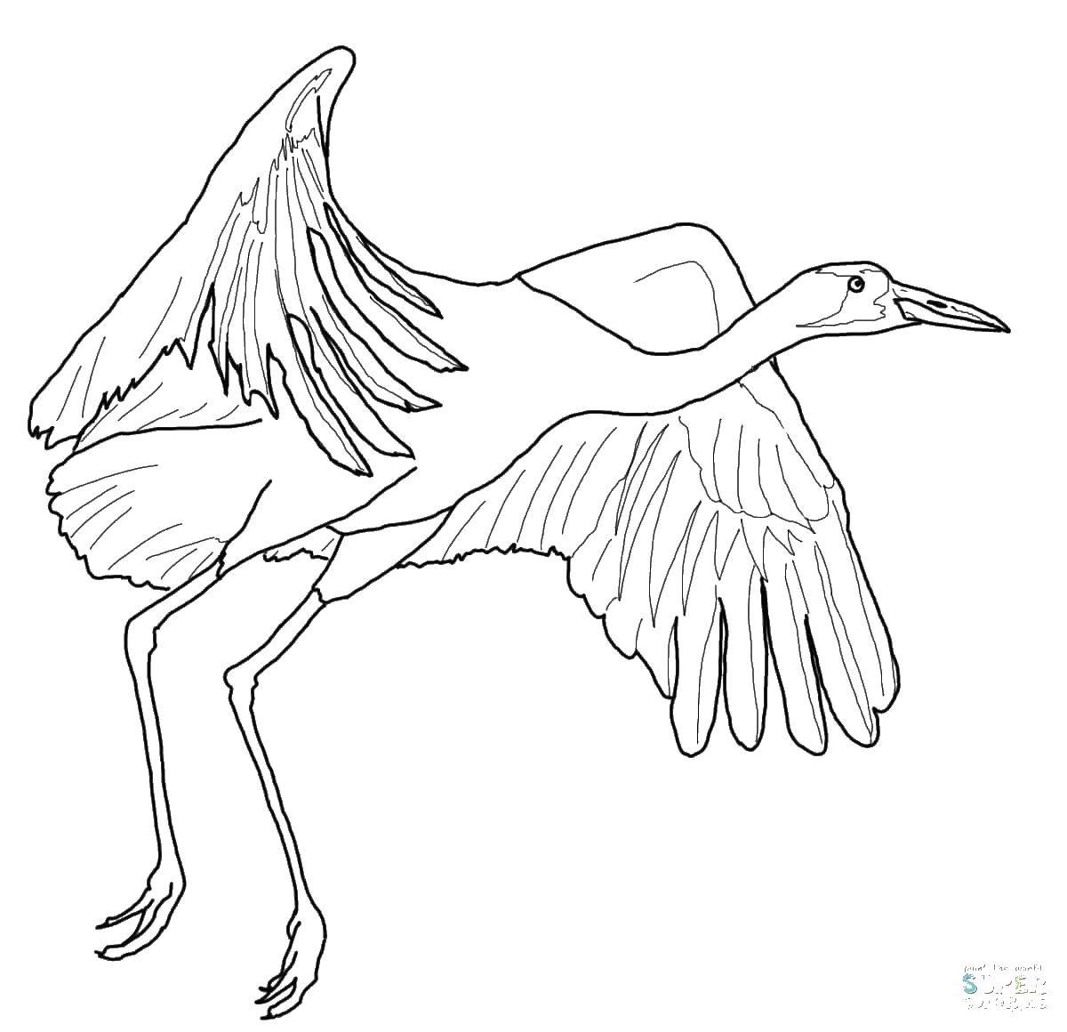 Coloring Flying Heron. Category birds. Tags:  Birds, Heron.