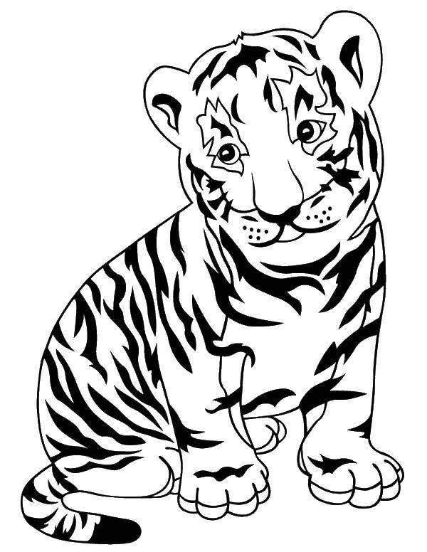 Название: Раскраска Маленький тигренок. Категория: Животные. Теги: животные, дикие животные, тигры.
