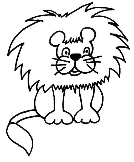 Coloring Cute lion cub. Category Animals. Tags:  lion cub, lion.