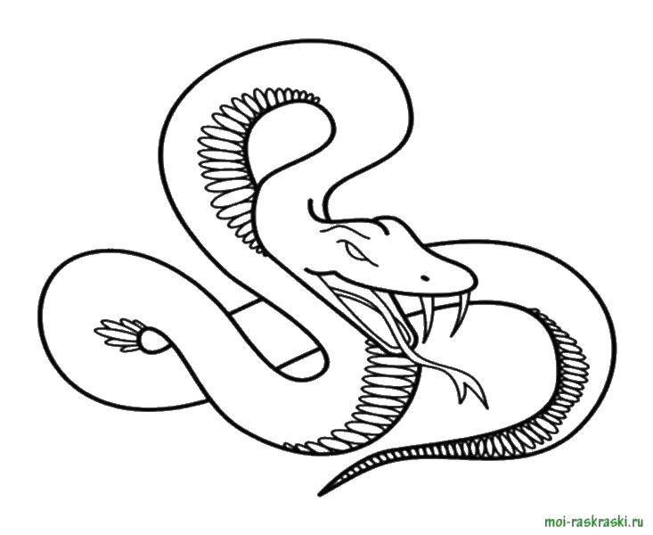 Название: Раскраска Острые клыки змеи. Категория: змея. Теги: Рептилия, змея.