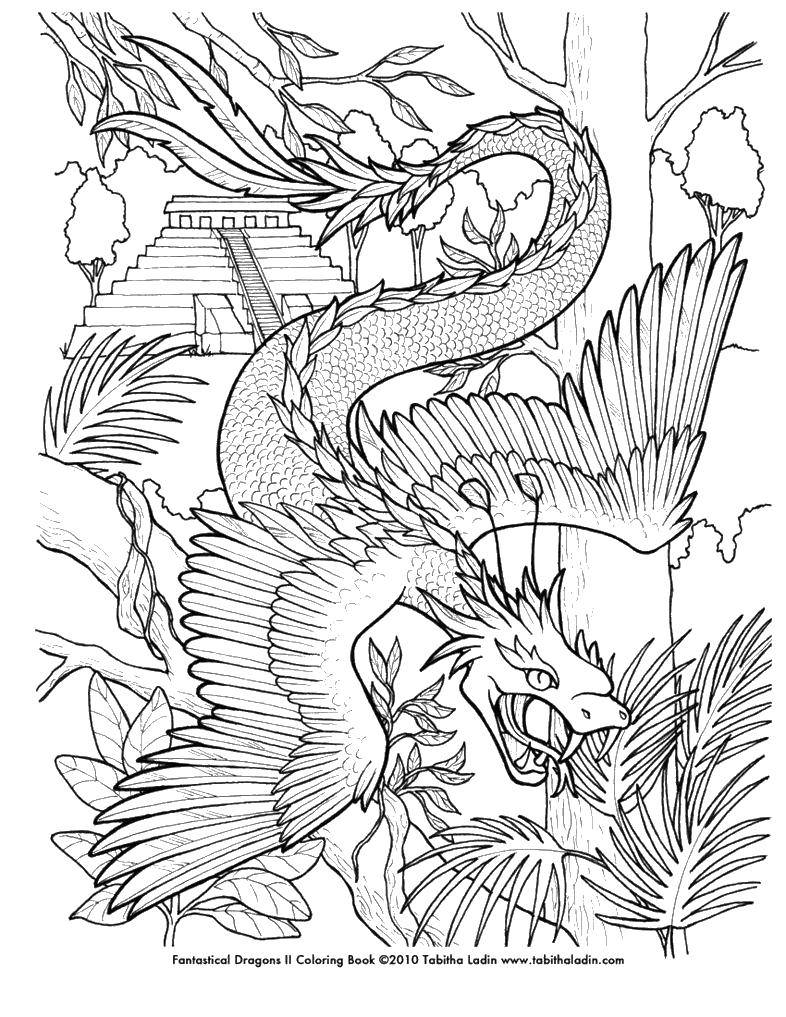 Название: Раскраска Птичьи крылья у дракона. Категория: Фэнтези. Теги: Волшебное создание.
