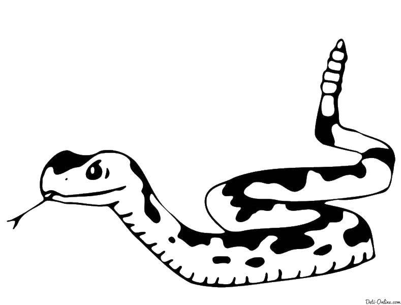 Название: Раскраска Пятна на змее. Категория: змея. Теги: Рептилия, змея.