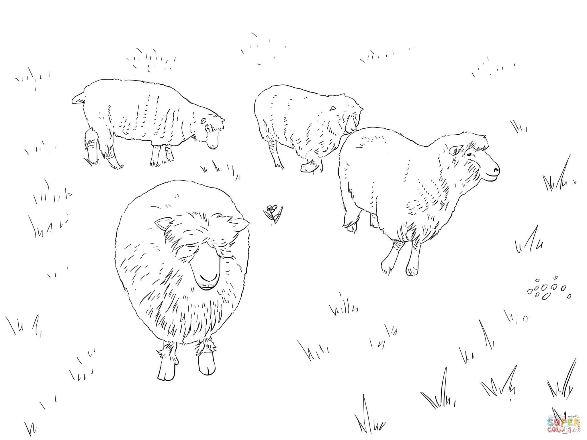 Coloring The picture sheep in a meadow. Category Pets allowed. Tags:  sheep.