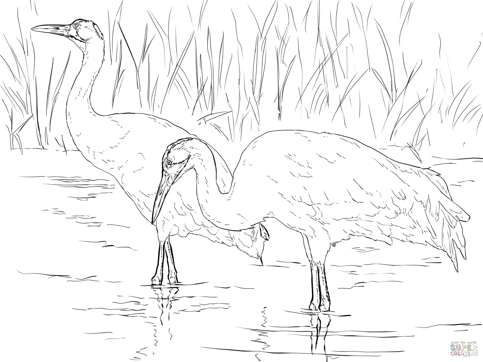 Coloring Herons looking for frogs. Category birds. Tags:  Birds.
