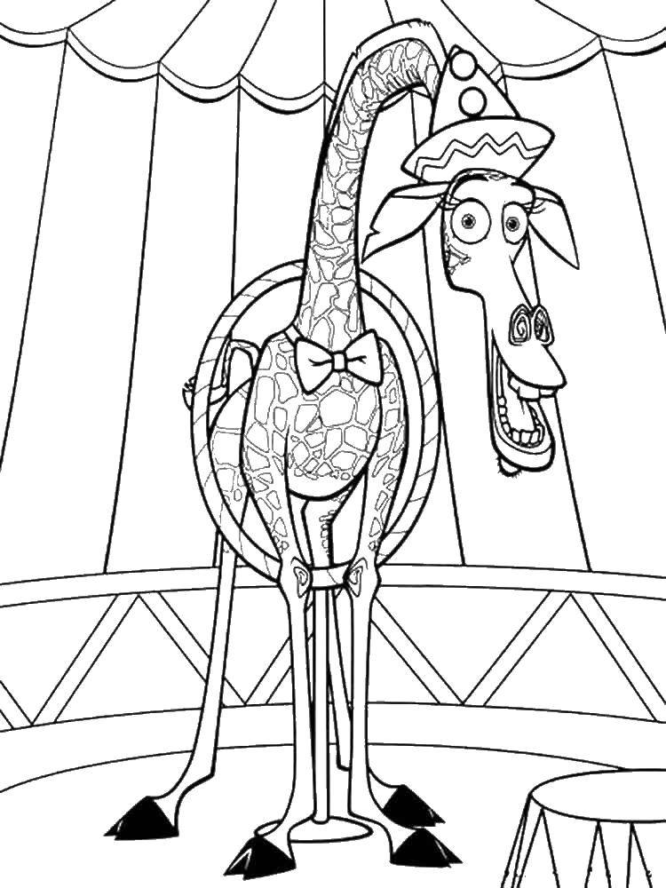 Coloring Giraffe from Madagascar. Category Madagascar. Tags:  giraffe, character, Madagascar.