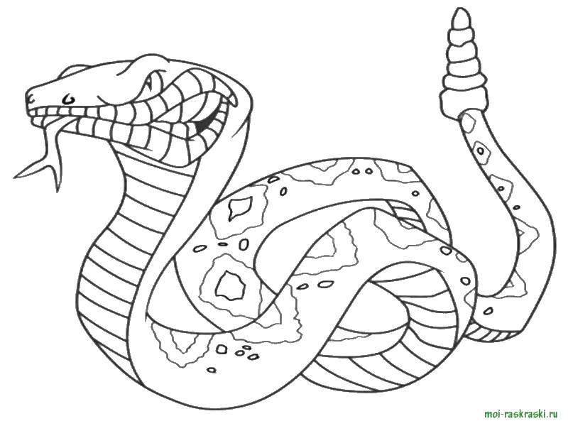 Название: Раскраска Змея трещотка.. Категория: змея. Теги: Рептилия, змея.