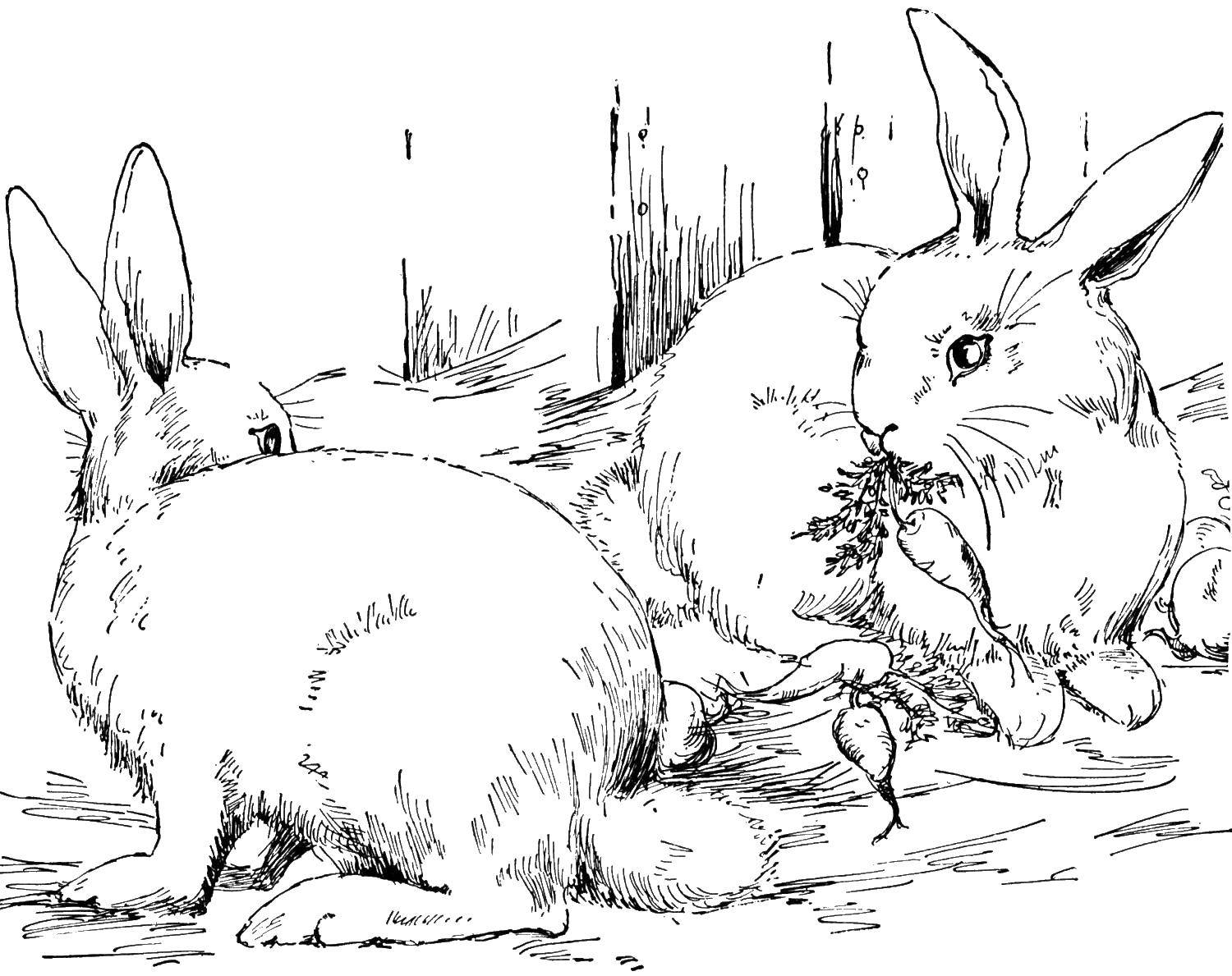 Розмальовки  Кролики їдять моркву. Завантажити розмальовку кролик, заєць.  Роздрукувати ,кролик,