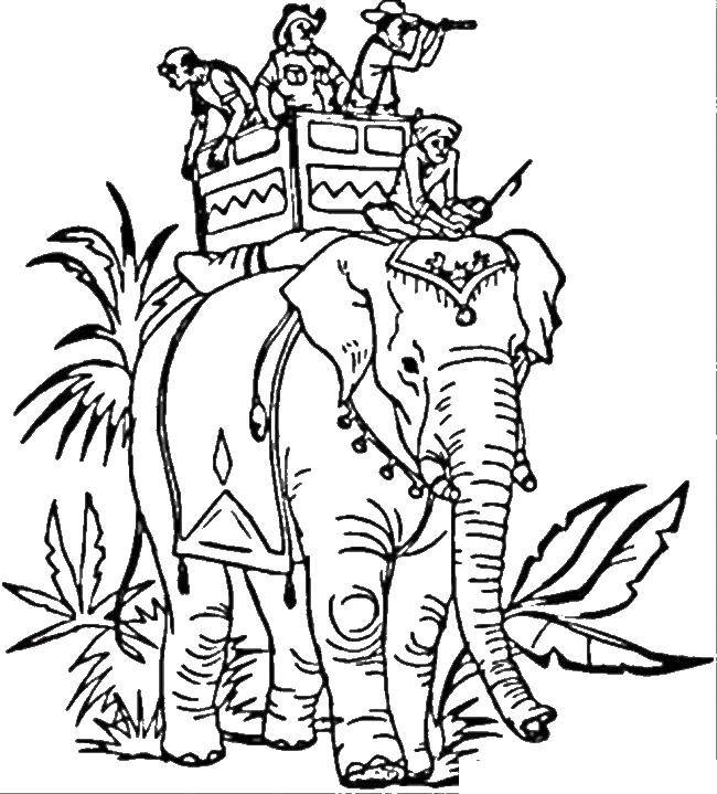 Розмальовки  Люди на слоні. Завантажити розмальовку слони , люди.  Роздрукувати ,контури слона для вирізання,