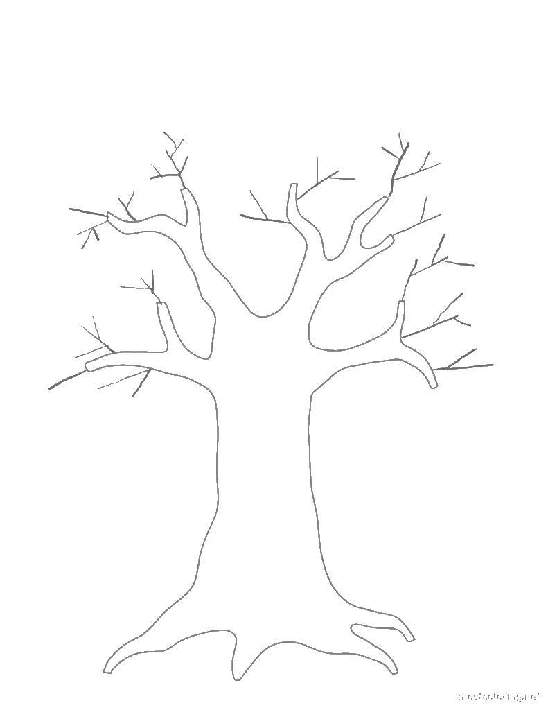 Название: Раскраска Дерево и его ветки. Категория: дерево. Теги: деревья, ветки, ствол.