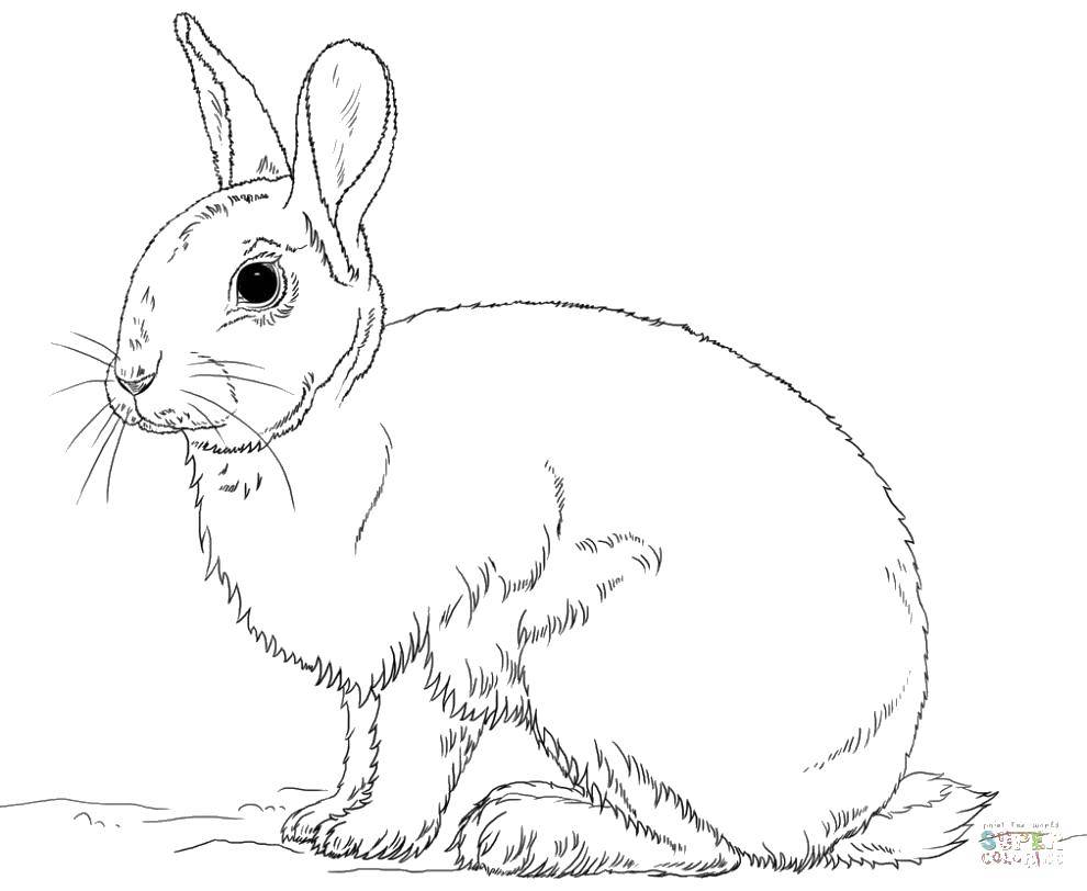 Название: Раскраска Короткие ушки. Категория: кролик. Теги: Животные, зайчик.