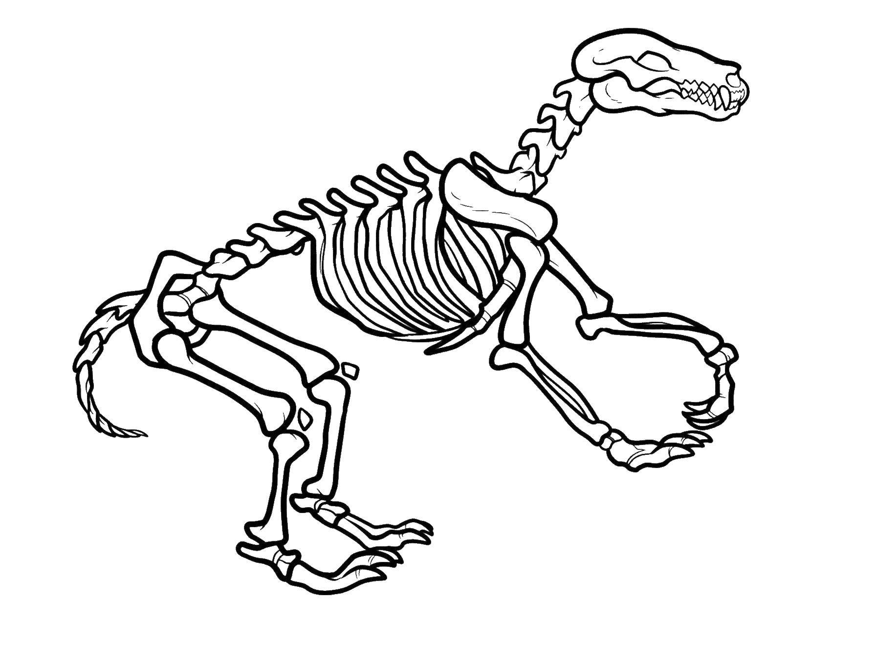 Название: Раскраска Кости динозавров. Категория: динозавр. Теги: Динозавры, кости.