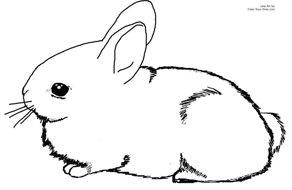 Раскраски Раскраска Красивый зайка кролик, Раскраски скачать и распечатать  бесплатно.