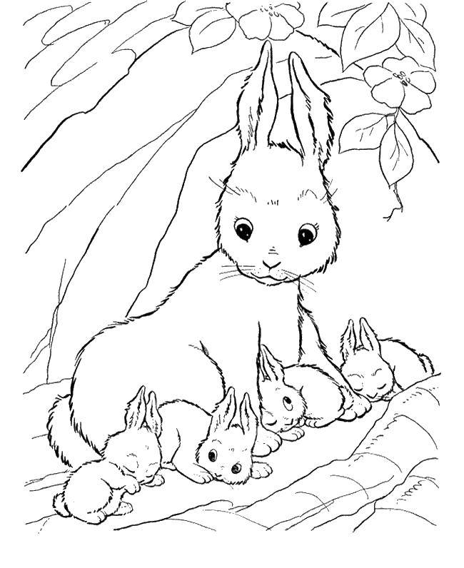 Название: Раскраска Крольчата прижались к маме. Категория: кролик. Теги: Животные, зайчик.