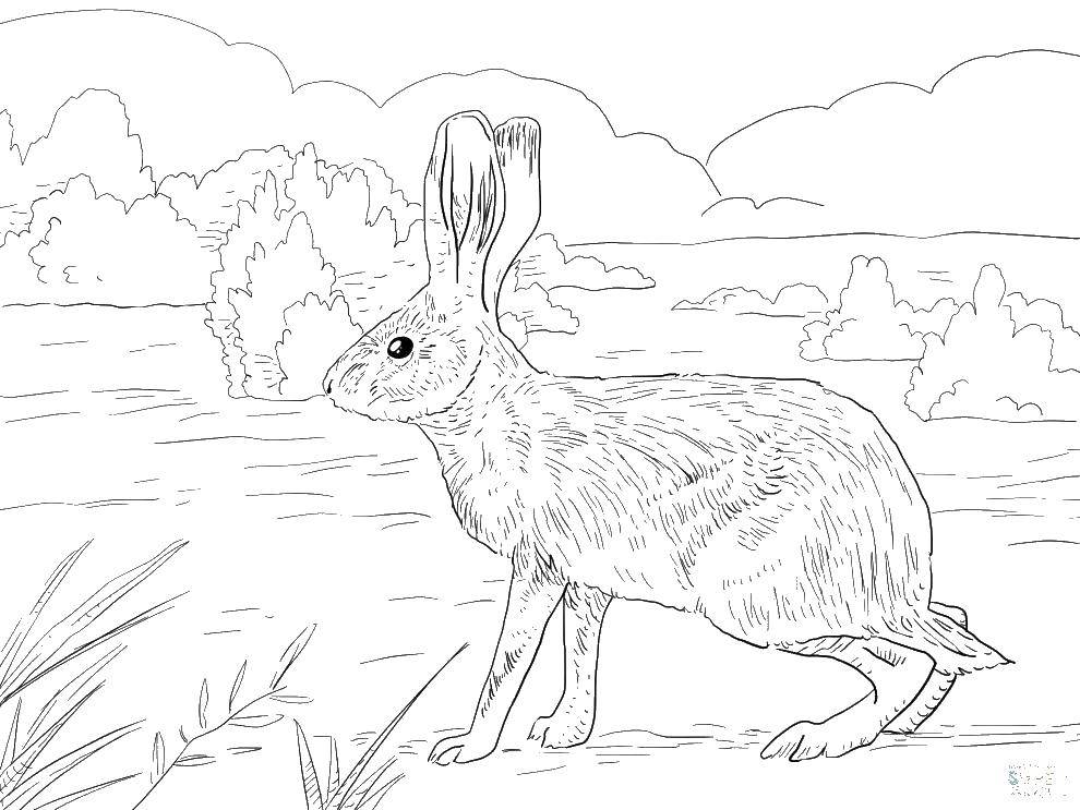 Название: Раскраска Кролик на лугу. Категория: кролик. Теги: животные, заяц, кролик, луг.