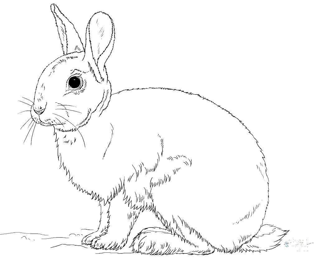 Название: Раскраска Кролик. Категория: кролик. Теги: кролик, заяц, зайчик, животные.