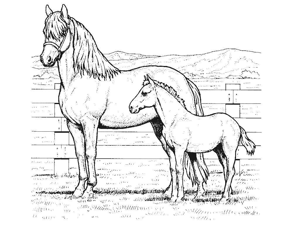 Название: Раскраска Лошадь с жеребенком. Категория: лошади. Теги: лошадь, жеребенок.