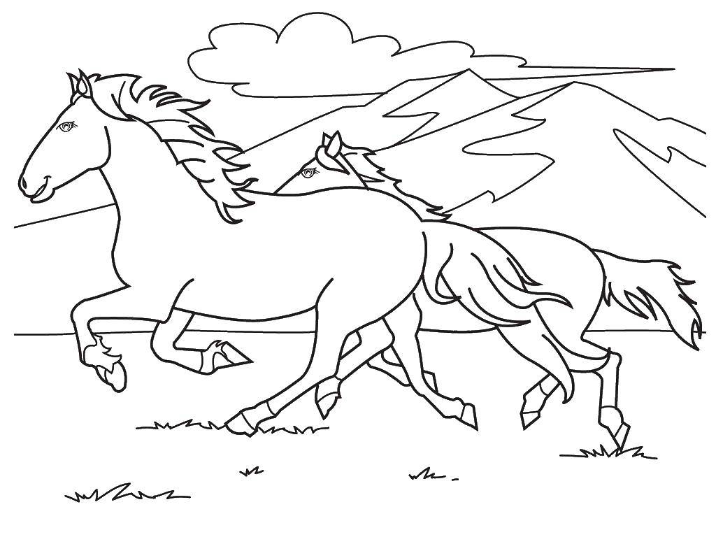 Coloring Horses galloping in the steppe. Category horse. Tags:  horse, foal.