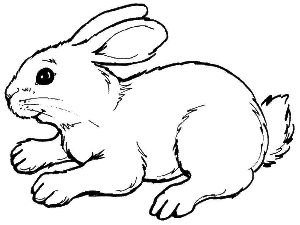 Название: Раскраска Милый крольченок. Категория: кролик. Теги: кролик, заяц, кролики, звери.